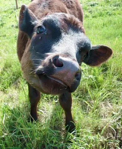 Vitamins for cattle