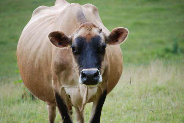 Vitamins for cattle