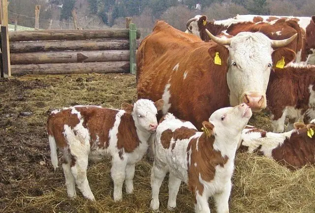 Vitamins for cattle