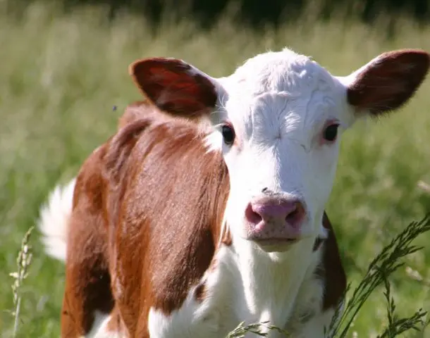 Vitamins for cattle