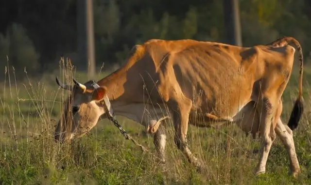 Vitamins for cattle