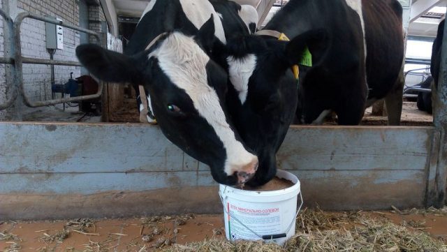 Vitamins for cattle