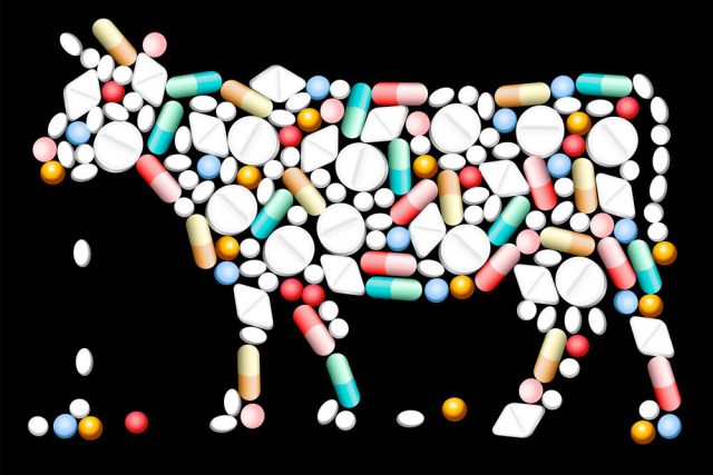 Vitamins for cows before and after calving