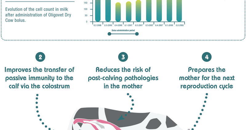 Vitamins for cows before and after calving