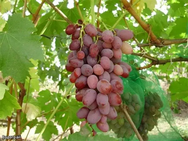 Vodogray grapes