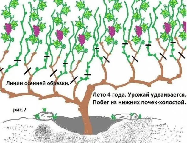 Vodogray grapes