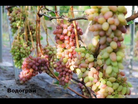 Vodogray grapes