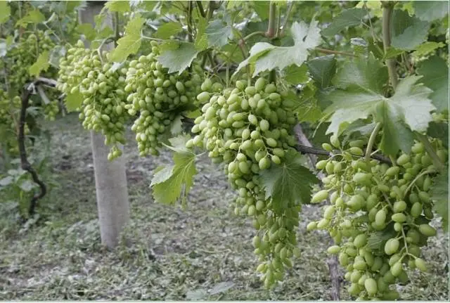 Vodogray grapes