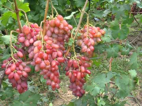 Vodogray grapes