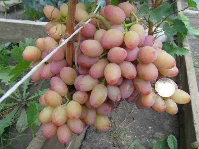 Vodogray grapes