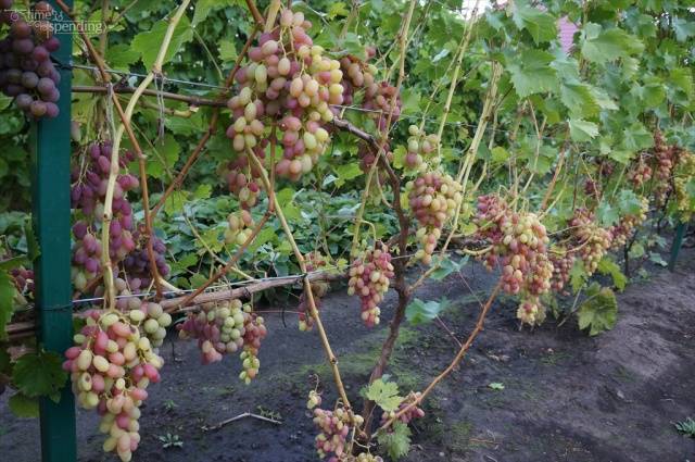 Vodogray grapes