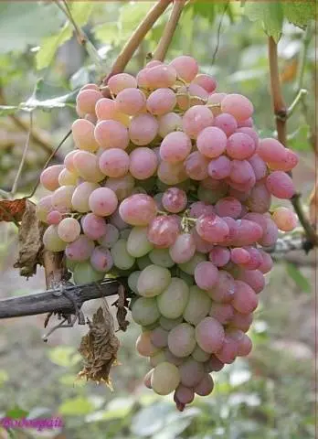 Vodogray grapes