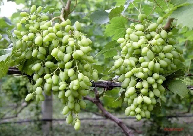 Vodogray grapes