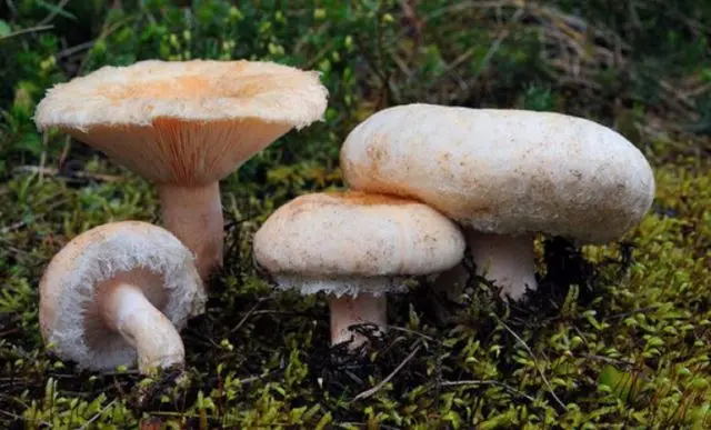 Volnushki for the winter: cooking recipes with photos, harvesting boiled mushrooms