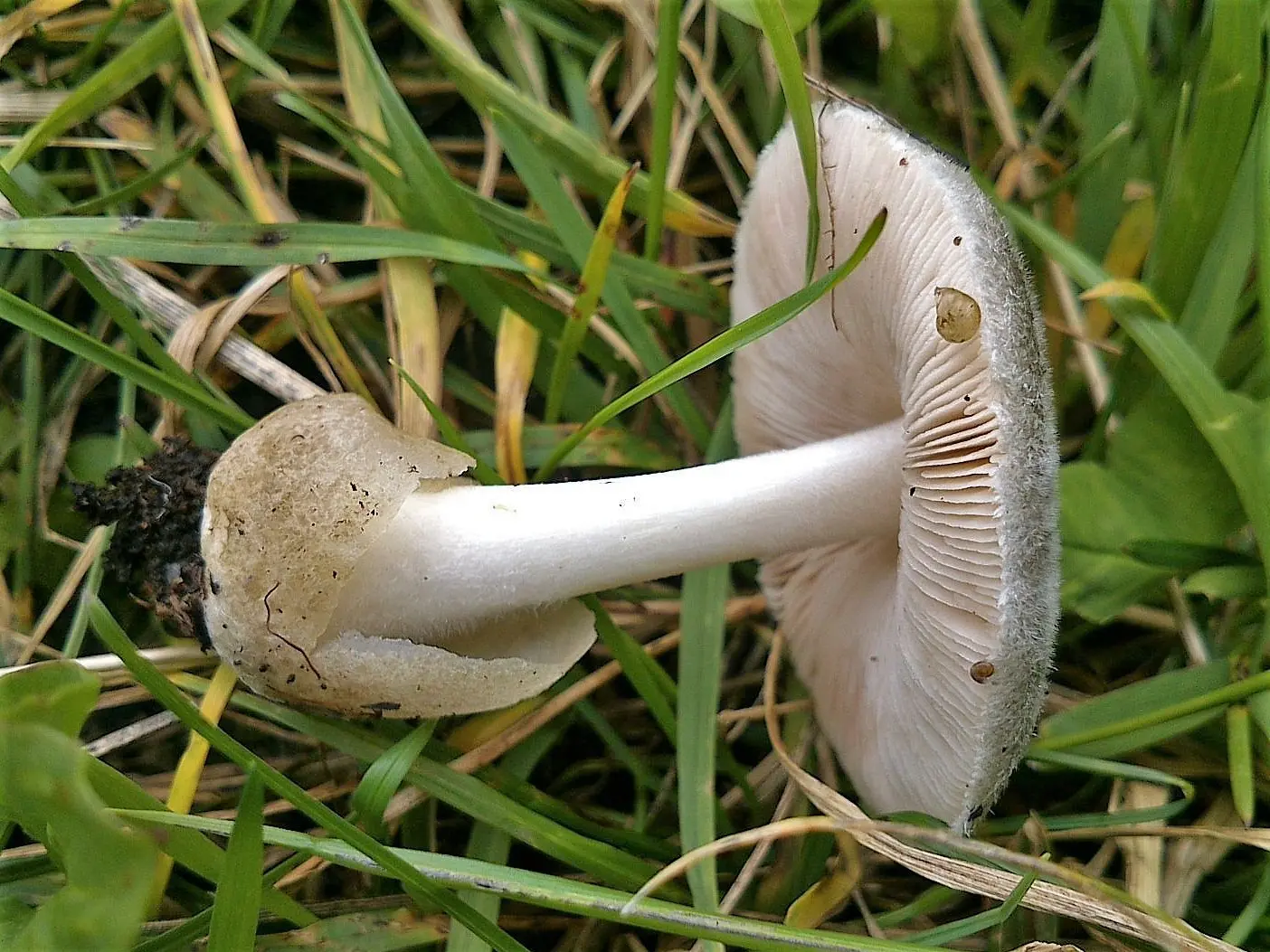 Volvariella gray-bluish (Volvariella caesiotincta) photo and description