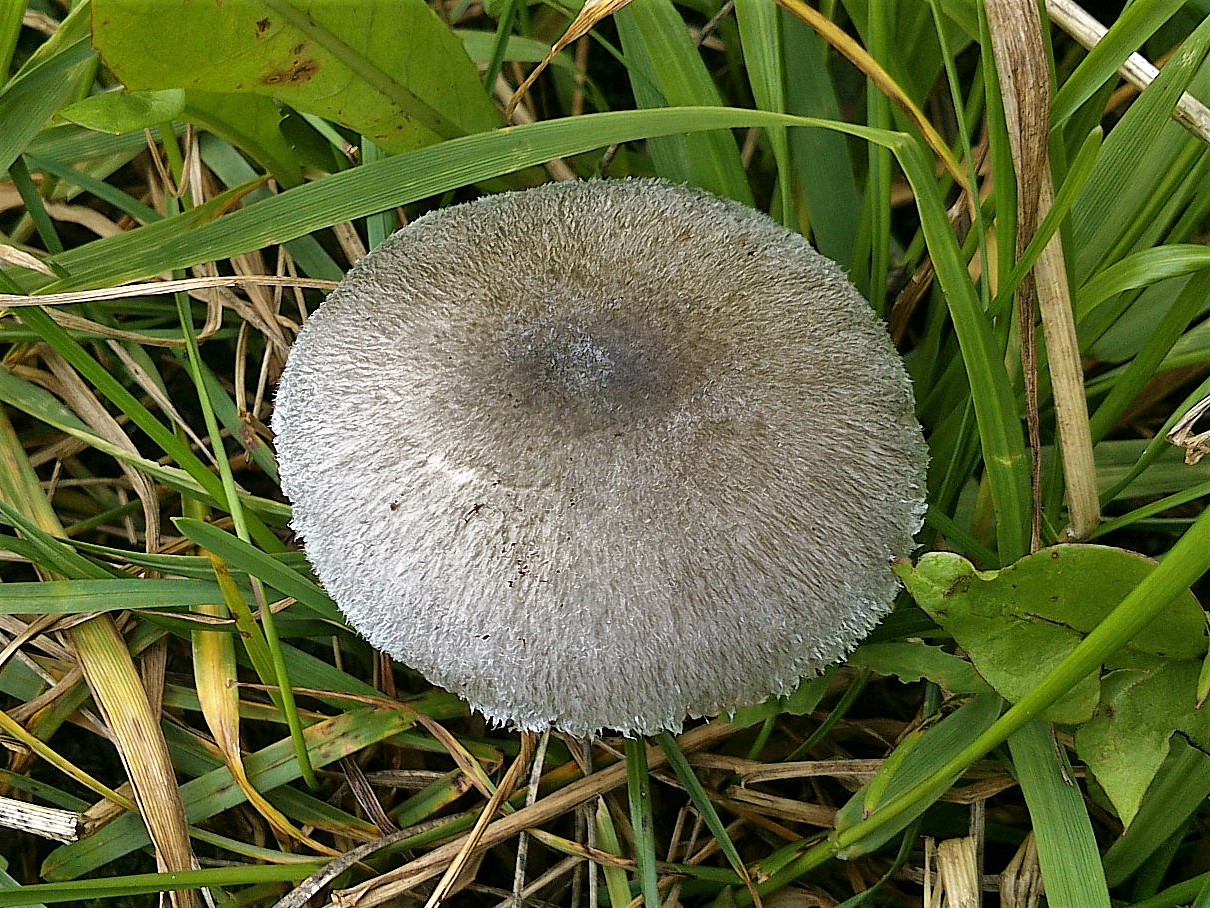 Volvariella gray-bluish (Volvariella caesiotincta) photo and description