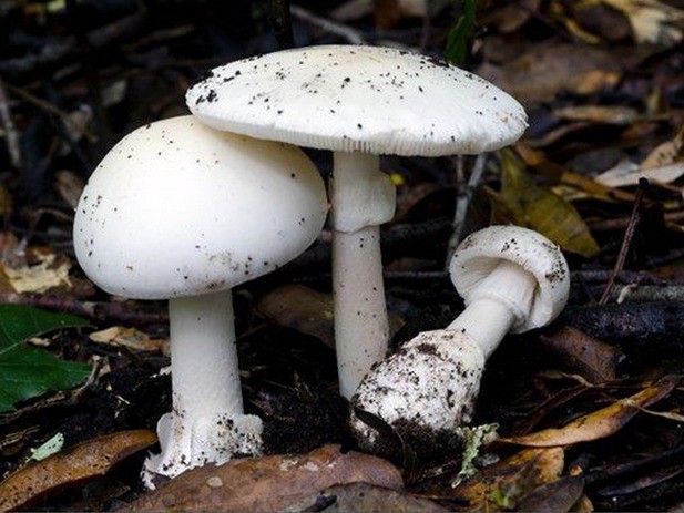 Volvariella mucohead: description and photo