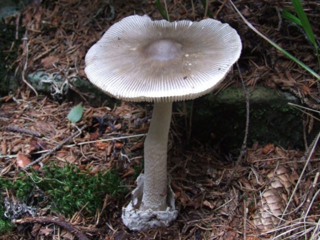 Volvariella mucohead: description and photo