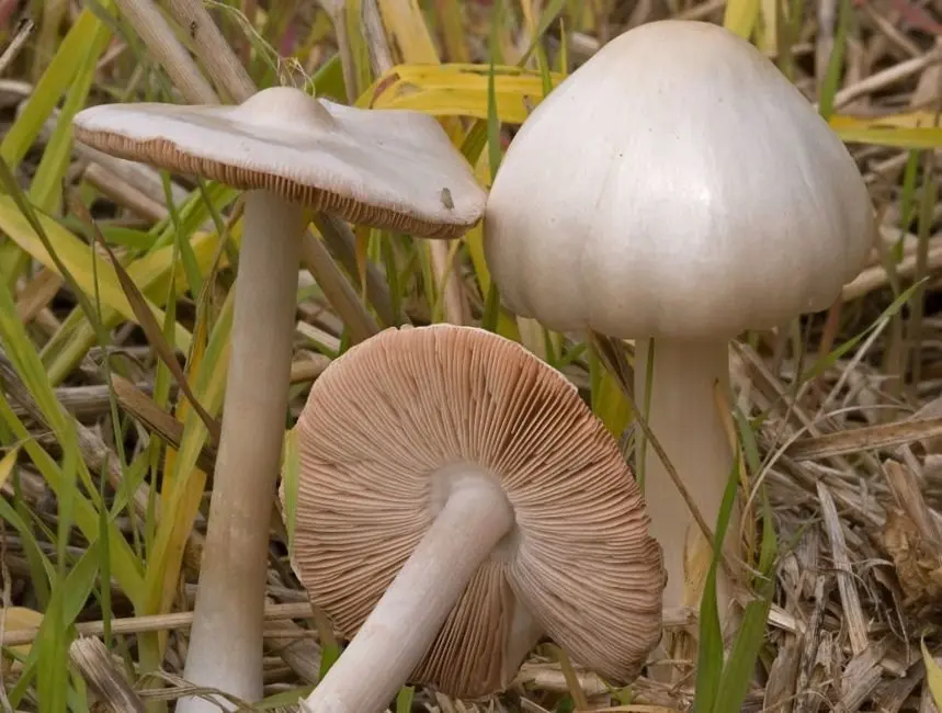 Volvariella mucohead (Volvariella gloiocephala) photo and description