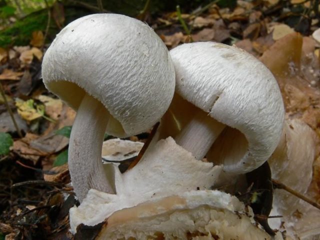 Volvariella parasitic: description and photo