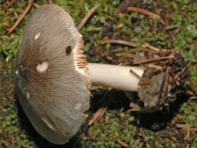 Volvariella parasitic: description and photo