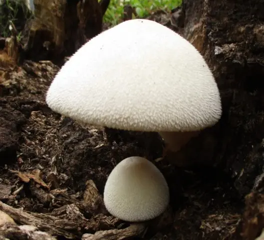 Volvariella silky: edibility, description and photo