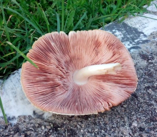 Volvariella silky: edibility, description and photo