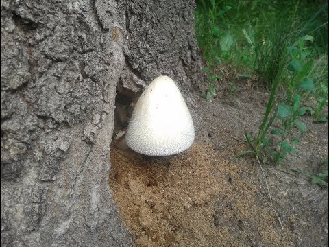 Volvariella silky: edibility, description and photo