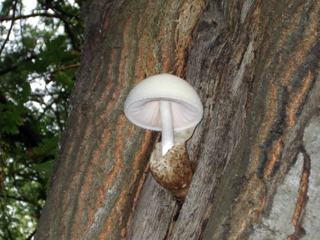 Volvariella silky: edibility, description and photo