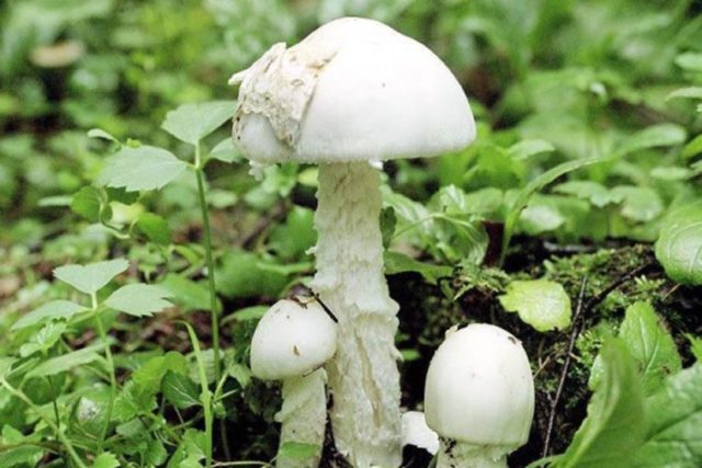 Volvariella silky: edibility, description and photo