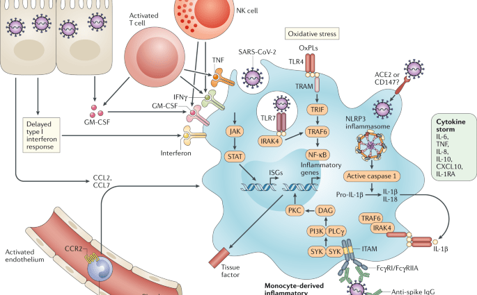 Von Willebrand factor may be responsible for the severe course of COVID-19?