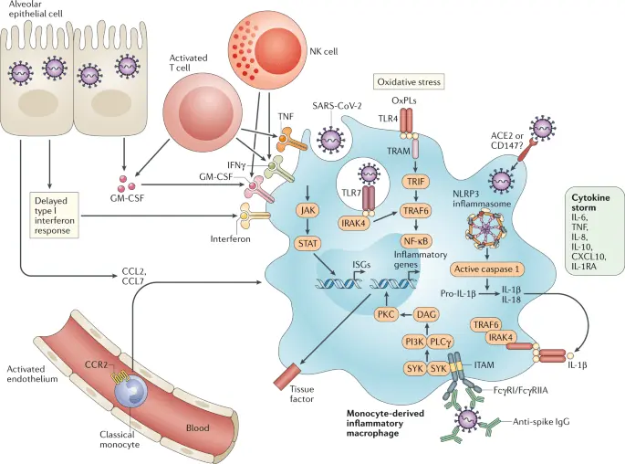 Von Willebrand factor may be responsible for the severe course of COVID-19?