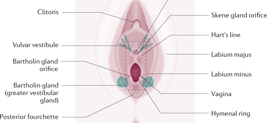 Vulvodynia &#8211; symptoms and diagnosis. Treatment of vulvodynia