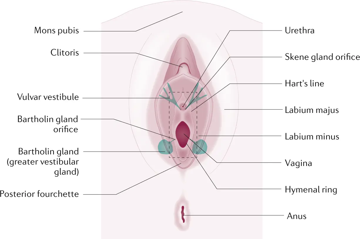 Vulvodynia &#8211; symptoms and diagnosis. Treatment of vulvodynia