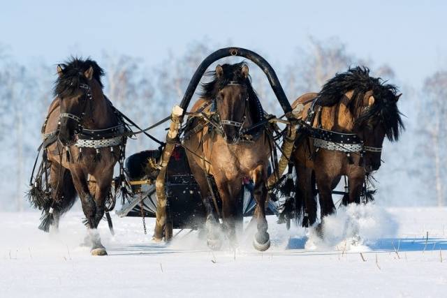 Vyatka breed of horses: character, height at the withers