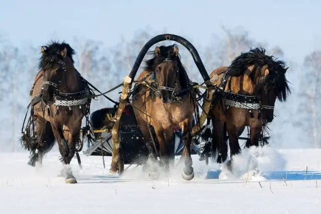 Vyatka breed of horses: character, height at the withers