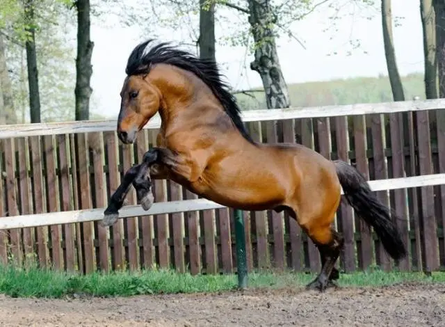 Vyatka breed of horses: character, height at the withers