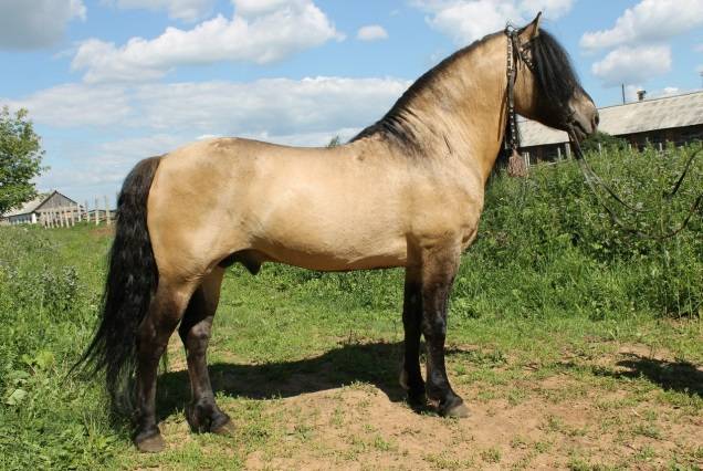 Vyatka breed of horses: character, height at the withers