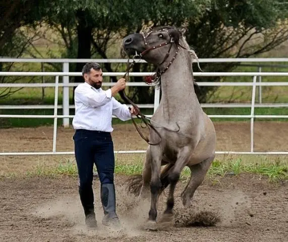 Vyatka breed of horses: character, height at the withers