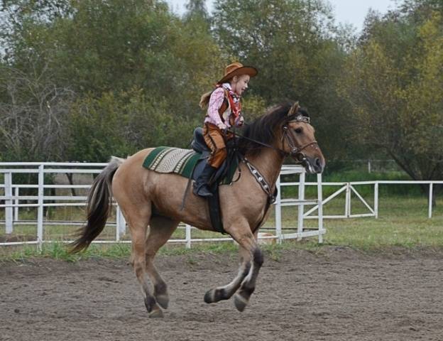 Vyatka breed of horses: character, height at the withers