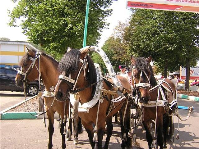 Vyatka breed of horses: character, height at the withers