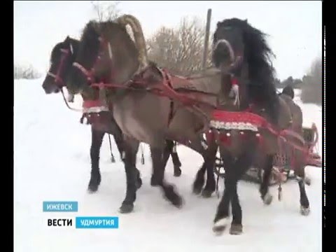 Vyatka breed of horses: character, height at the withers