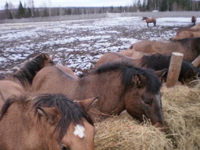 Vyatka breed of horses: character, height at the withers