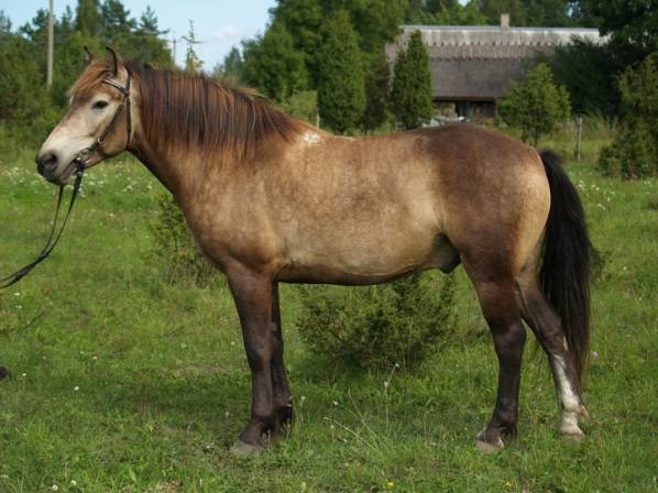 Vyatka breed of horses: character, height at the withers