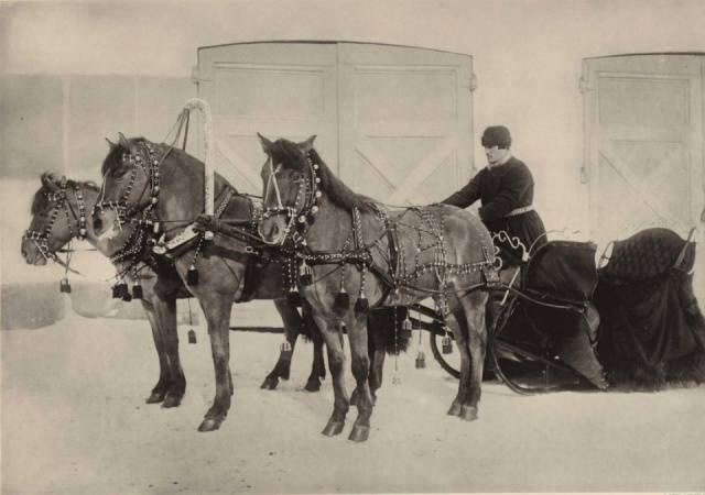 Vyatka breed of horses: character, height at the withers