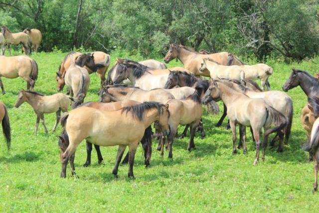 Vyatka breed of horses: character, height at the withers