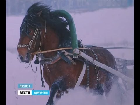 Vyatka breed of horses: character, height at the withers