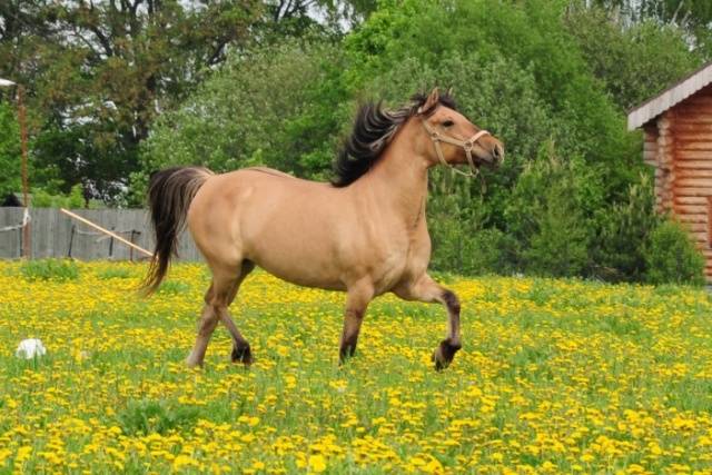 Vyatka breed of horses: character, height at the withers