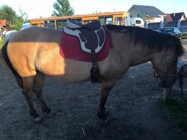 Vyatka breed of horses: character, height at the withers