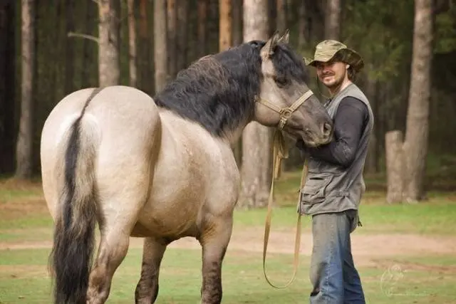 Vyatka breed of horses: character, height at the withers